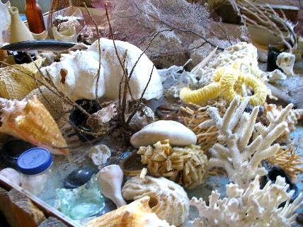 Shells and other sea life collected on Garden Key at Fort Jefferson in the Dry Tortugas