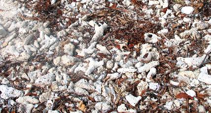 This is broken pieces of coral, shells and sea weed on Garden Key at Fort Jefferson