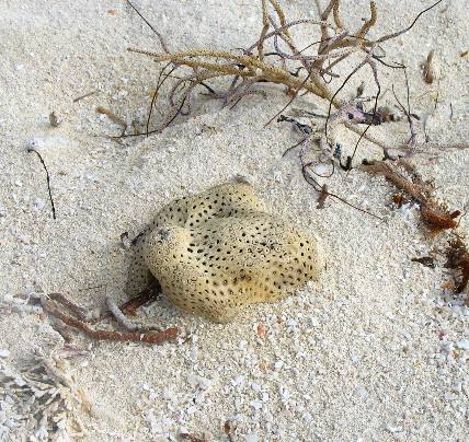 Sponge and sea fan skeleton on Garden Key Beach at Fort Jefferson