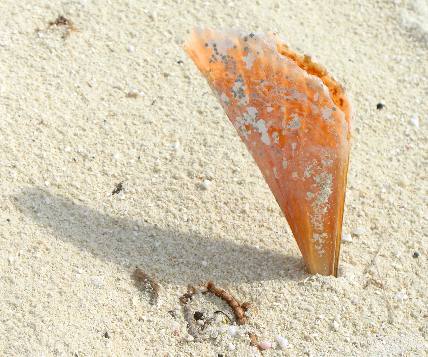 Pin shell on Garden Key Beach in the Dry Tortgugas at Fort Jefferson