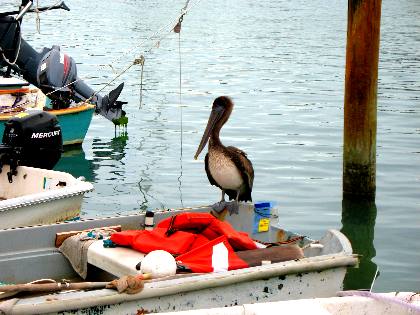 Pelican on dinghy at dinghy dock in Key West Bight Marina