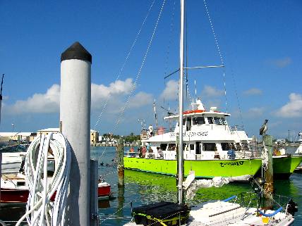 Tortuga IV the 1/2 Day Party Fishing Boat out of Key West Bight Marina