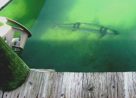 Large tarpon cruising Key West Bight Marina along Harbor Walk