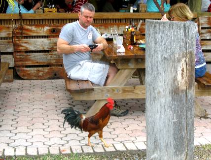 Feral, protected rooster (chicken) patiently waiting for scraps at Hogfish Grill table