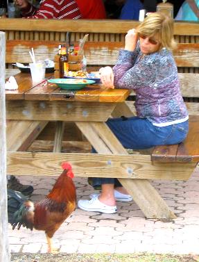Feeding the feral chickens at Hogfish Grill on Stock Island