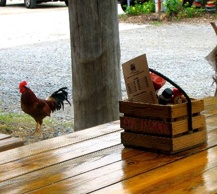 Feral Chicken (rooster) looking for food scraps around the alfresco tables at