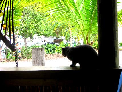 Cat enjoying the scenery from Hogfish Grill open air window