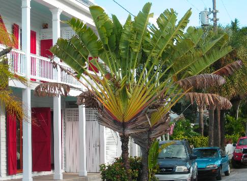 Beautiful Travelers Palms & The Red Doors on Caroline Street in Key West