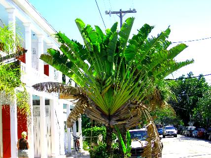 Travelers Palms & the Red Doors Dress Shoppe on Caroline Street in Key West