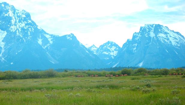 Teton Range and elk grazing on Willow Flats in Grand Teton National Park