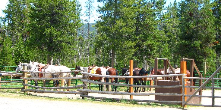 Horses waiting for riders at Flag Ranch Stables