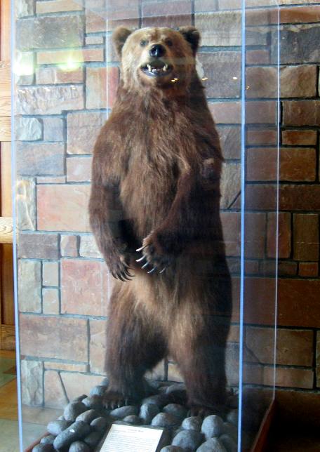 Large grizzly bear on display in upper lobby of Jackson Lake Lodge in Grand Teton National Park