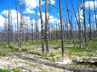 Dead trees in an area of thermal activity