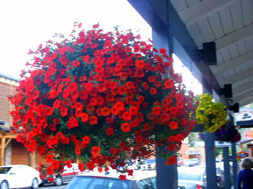 Awesome flower baskets adorn most of the sidewaks throughout downtown Jackson