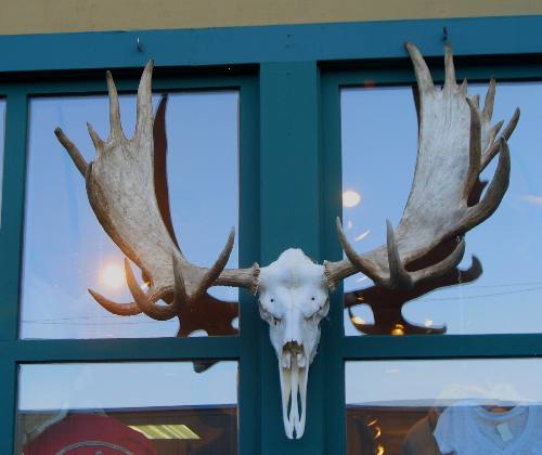 Moose antlers and skull on display in one of the art galleries in Jackson, Wyoming