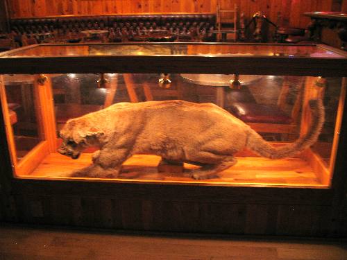 Mountain Lion on display in the Million Dollar Cowboy Bar in Jackson, Wyoming
