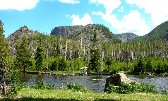 Madison River, lodgepole pine forest and limestone outcroppings in Yellowstone National Park