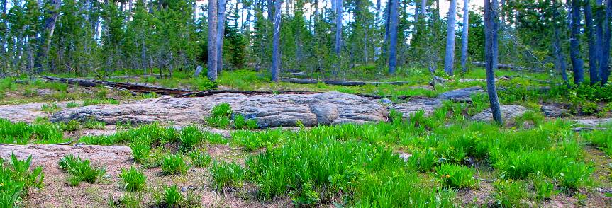 Sedimentary rock exposure along Grassy Lake Road in John D. Rockefeller Jr. Memorial Parkway west of Flagg Ranch