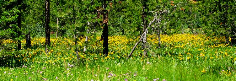 Mule's ear in lush meadow along Grassy Lake Road west of Flagg Ranch between Yellowstone and Grand Teton National Parks