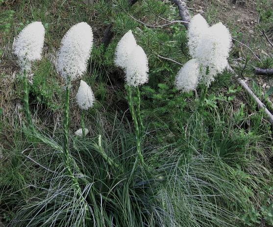 Bear grass growing along Grassy Lake Road in the upper elevations