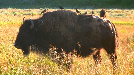 Birds feeding on large buffalo near Gros Ventre Campground in Grand Teton National Park