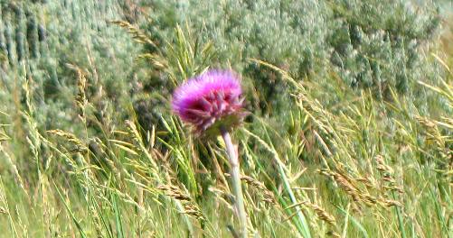Thistle on display in Antelope Flats around Mormon Row in Grand Teton National Park