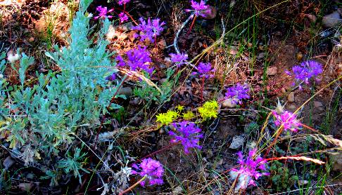 Flowers and plants creating a display of vivid colors along the Gros Ventre River near Gros Ventre Campground in Grand Teton National Park