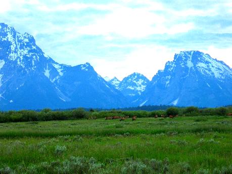 Elk grazing on Willow Flats in Grand Teton National Park