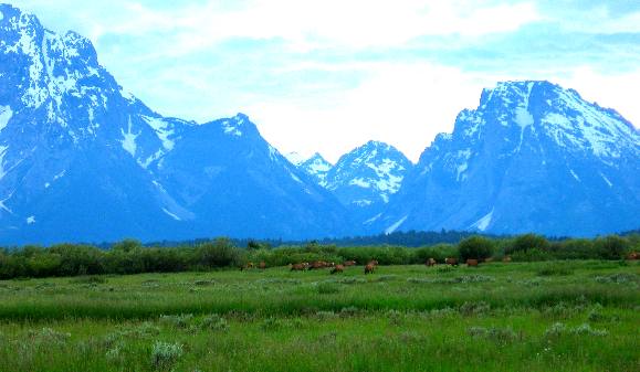 Elk Grazing on Willow Flats with the Teton Range in the background