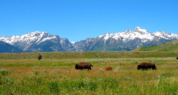 Buffalo grazing along Gros Ventre Road around Gros Ventre Campground with Grand Teton Mountain and the Teton Range as a backdrop