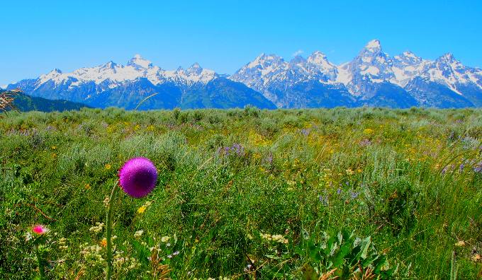 Thistle blooming in the Teton National Forest east of Antelope Flats in Grand Teton National Park with the Teton Range and Grand Teton Mountain as a backdrop
