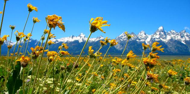 Bright yellow Mule Ears blooming in the Teton National Forest east of Grand Teton National Park and Antelope Flats with Grand Teton Mountain and the Teton Range as a backdrop