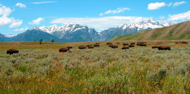 Buffalo grazing across from Gros Ventre Campground on Gros Ventre Road in Grand Teton National Park with the Teton Range for a backdrop