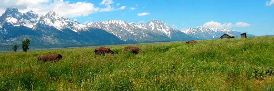 Teton Range rising from Antelope Flats near Mormon Row with buffalo grazing in the waist deep grass