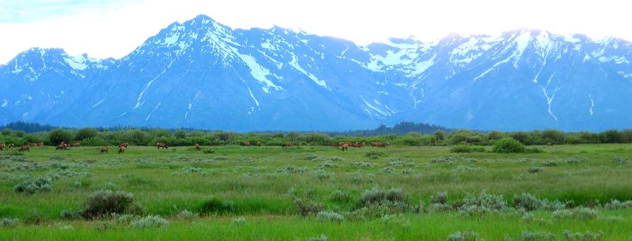 Teton Range rising on the far side of Willow Flats and a herd of elk in Grand Teton National Park