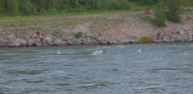 White pelicans in the Snake River below Jackson Lake Dam in Grand Teton National Park