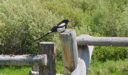 Magpie on fence post near Moran Junction in Grand Teton National Park