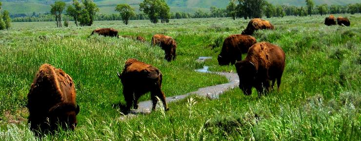 Buffalo grazing along irrigation ditch in Antelope Flats near Mormon Row