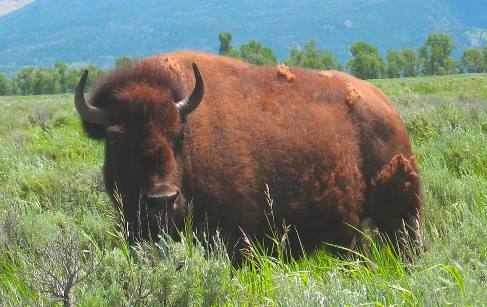 Buffalo grazing along Mormon Row in Grand Teton National Park