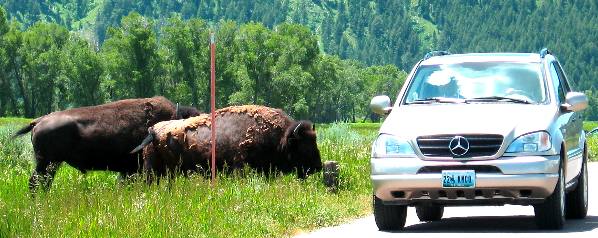 Buffalo approaching Antelope Flats Road in Grand Teton National Park