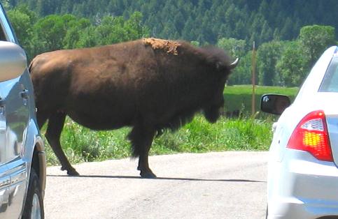 Buffalo jam on Gros Ventre Road near the Gros Ventre Campground in Grand Teton National Park