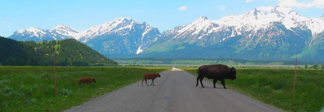 Buffalo crossing Antelope Flats Road in Grand Teton National park with Teton Range in the background