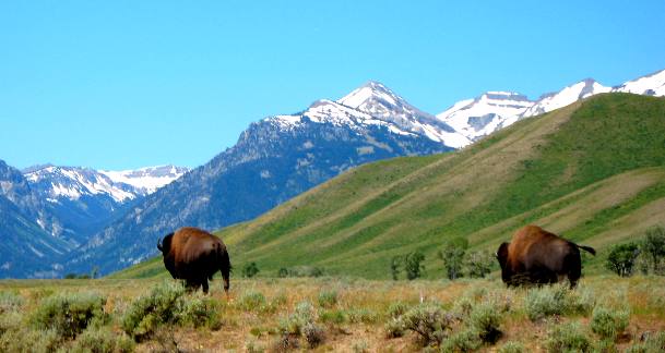 Buffalo wandering along Gros Ventre Road west of Gros Ventre Campground in Grand Teton National Park