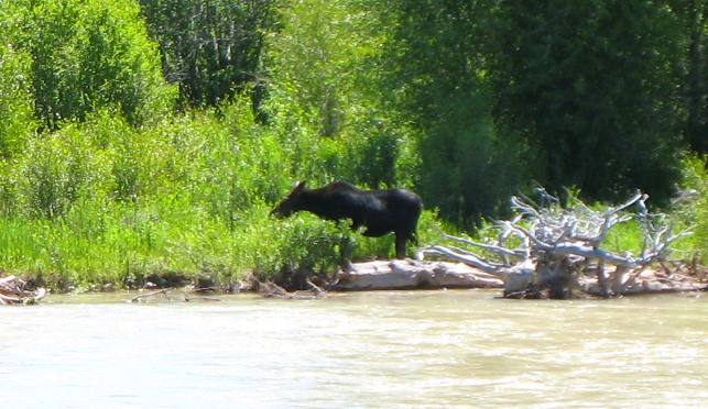 Moose hanging out along the Gros Ventre River near Gros Ventre Campground in Grand Teton National Park