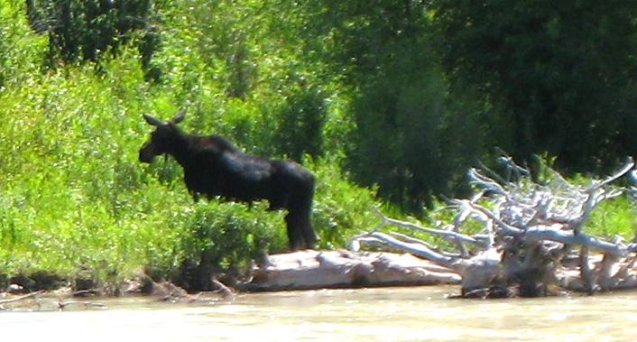 Moose on the Gros Ventre River near the Gros Ventre Campground in Grand Teton National Park