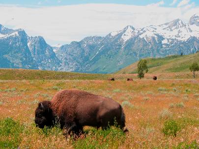 Buffalo grazing near Gros Ventre Campground in Grand Teton National Park 