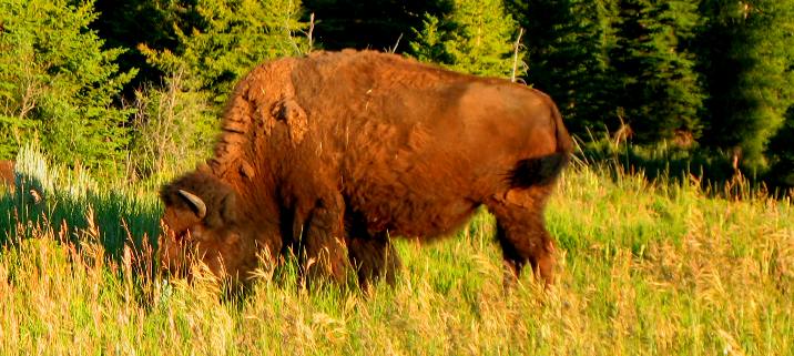 Buffalo grazing near Gros Ventre Campground in Grand Teton National Park