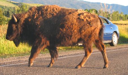 Buffalo stopping traffic near Gros Ventre Campground in Grand Teton National Park