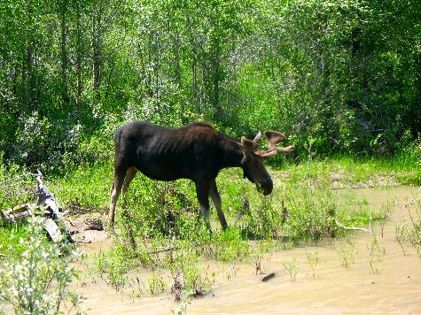 Moose feeding near Dornans and Menors Ferry in Grand Teton National Park 