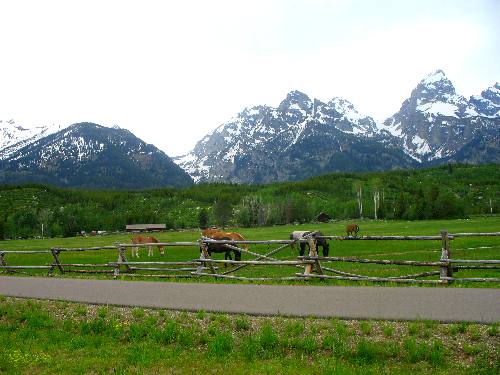 Lush Pasture in Grand Teton National Park with the Teton Range in background